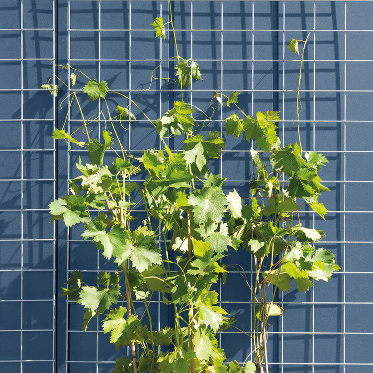 Rankgitter in zwei verschiedenen Größen